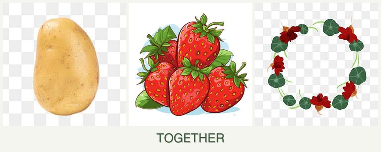 Can you plant potatoes, strawberries and nasturtiums together?