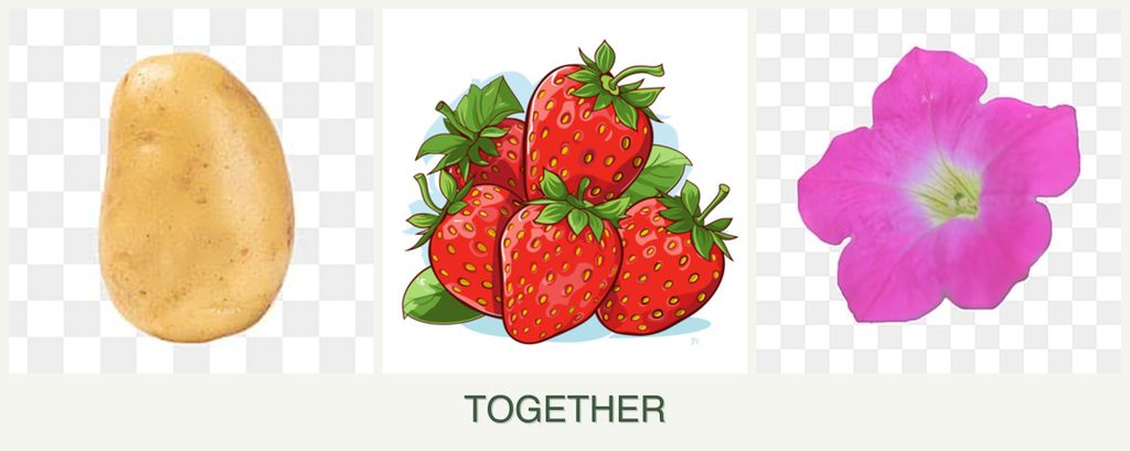 Can you plant potatoes, strawberries and petunias together?