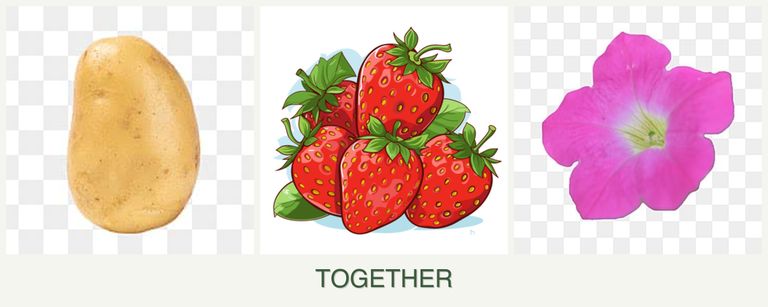 Can you plant potatoes, strawberries and petunias together?
