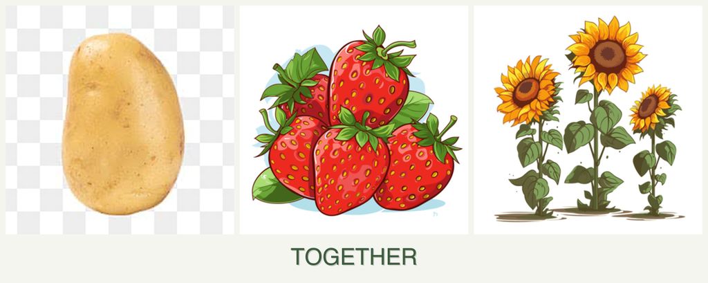 Can you plant potatoes, strawberries and sunflowers together?