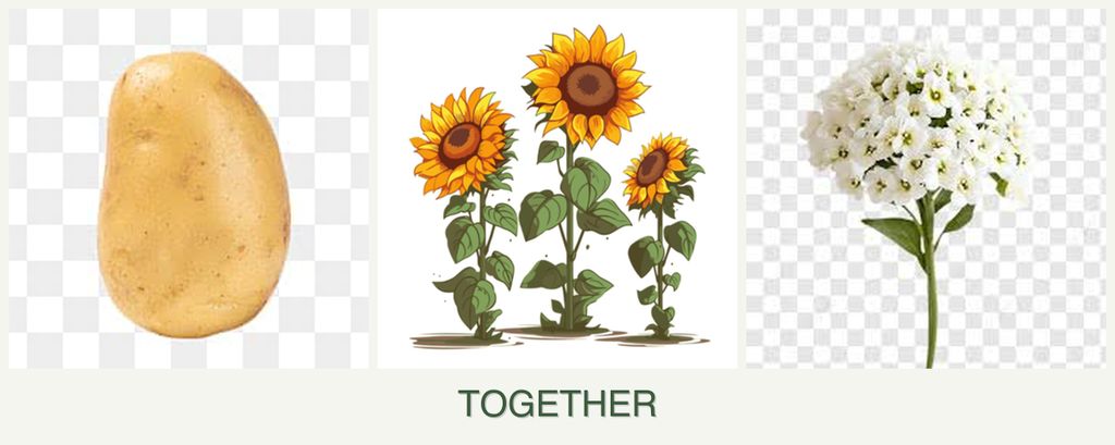 Can you plant potatoes, sunflowers and alyssum together?
