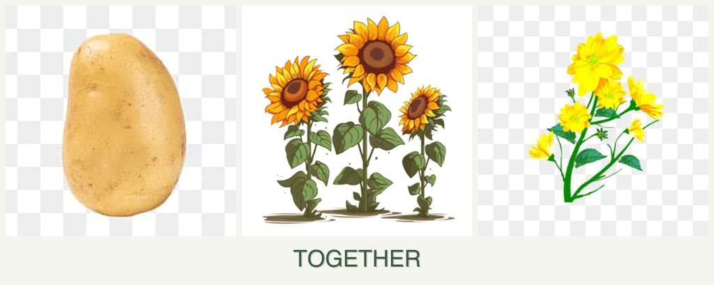 Can you plant potatoes, sunflowers and calendula together?