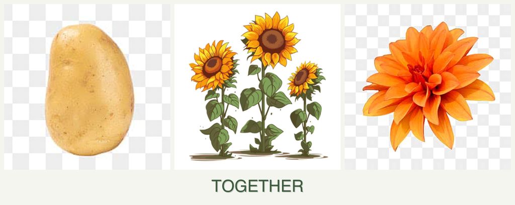 Can you plant potatoes, sunflowers and dahlias together?