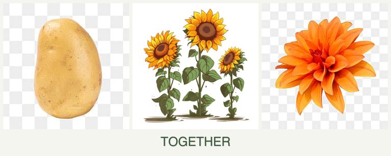 Can you plant potatoes, sunflowers and dahlias together?