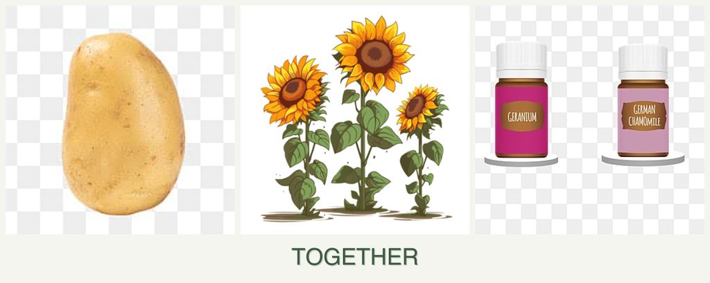 Can you plant potatoes, sunflowers and geraniums together?