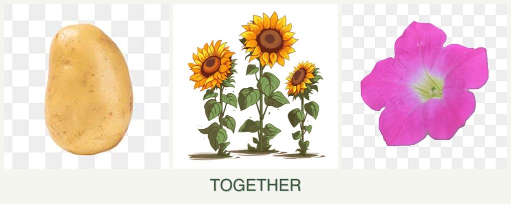 Can you plant potatoes, sunflowers and petunias together?