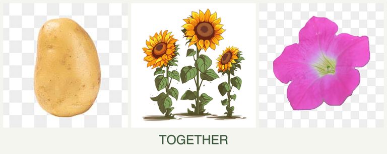 Can you plant potatoes, sunflowers and petunias together?