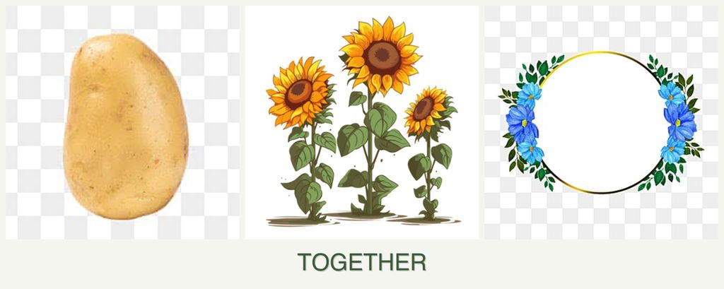 Can you plant potatoes, sunflowers and zinnias together?