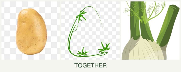 Can you plant potatoes, tarragon and fennel together?