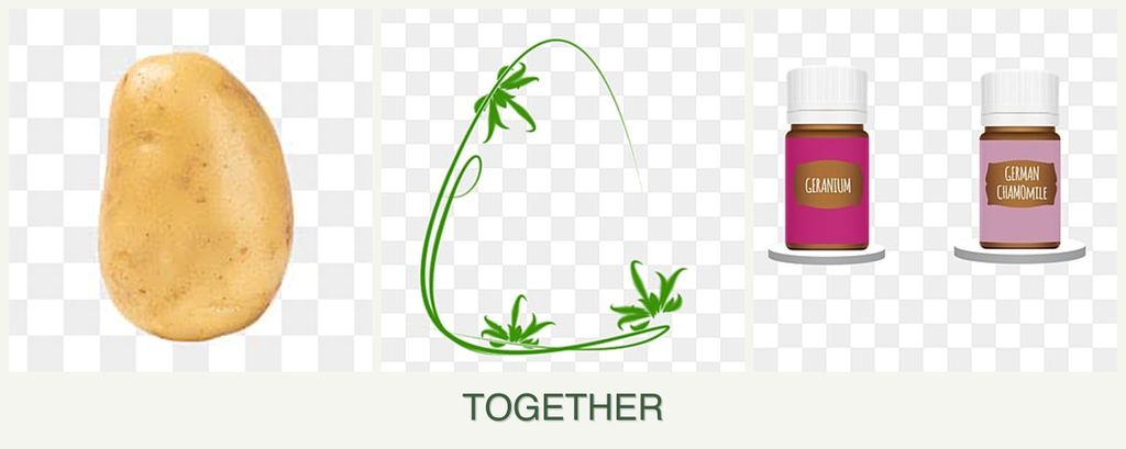 Can you plant potatoes, tarragon and geraniums together?