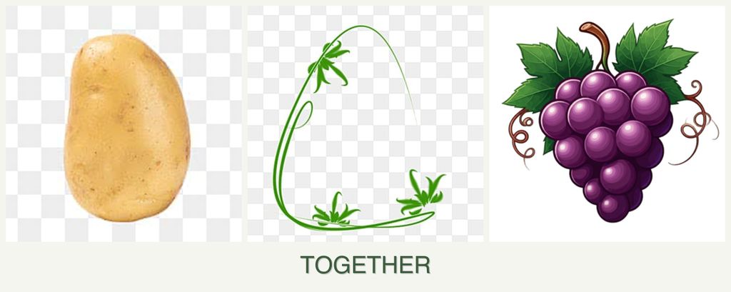 Can you plant potatoes, tarragon and grapes together?
