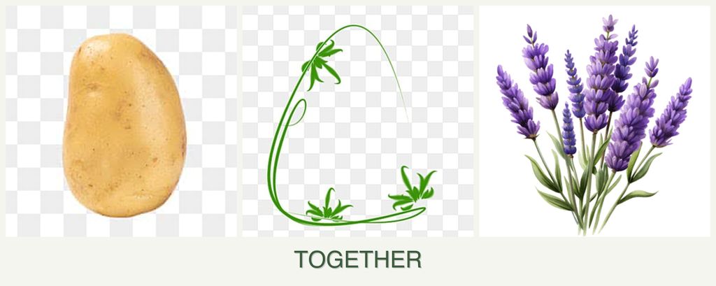 Can you plant potatoes, tarragon and lavender together?