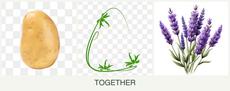 Can you plant potatoes, tarragon and lavender together?