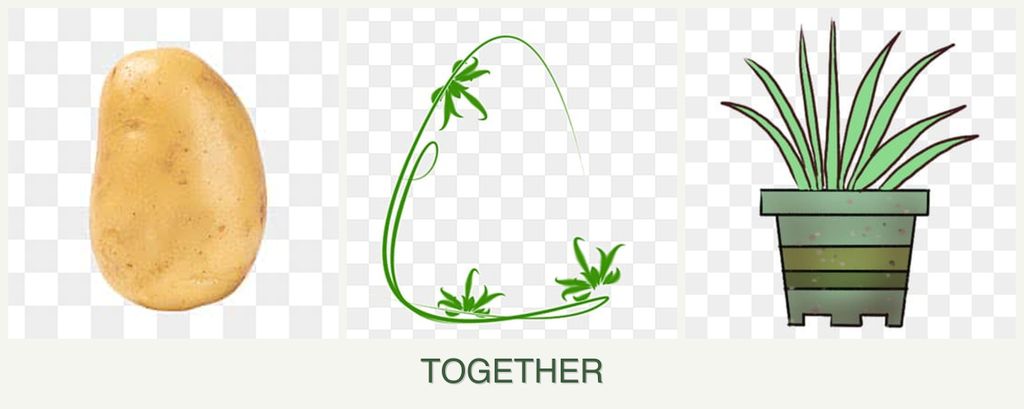 Can you plant potatoes, tarragon and lemongrass together?