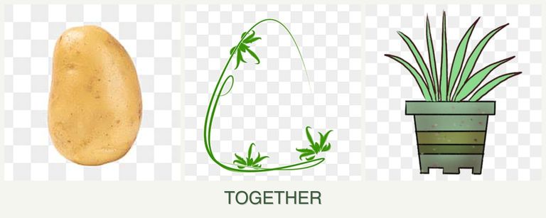 Can you plant potatoes, tarragon and lemongrass together?