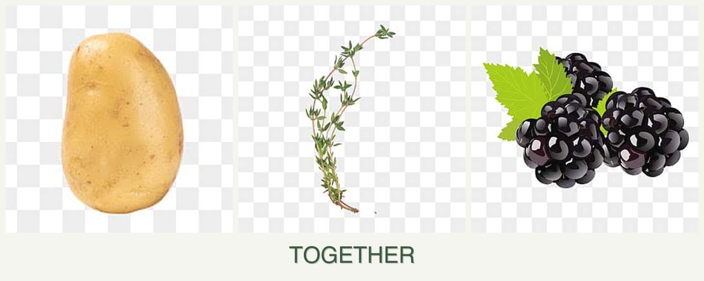 Can you plant potatoes, thyme and blackberries together?