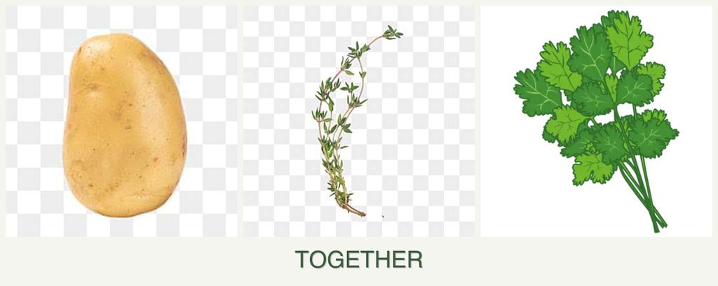 Can you plant potatoes, thyme and cilantro together?