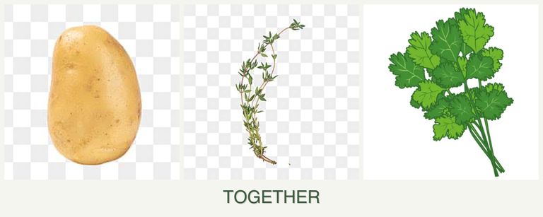 Can you plant potatoes, thyme and cilantro together?