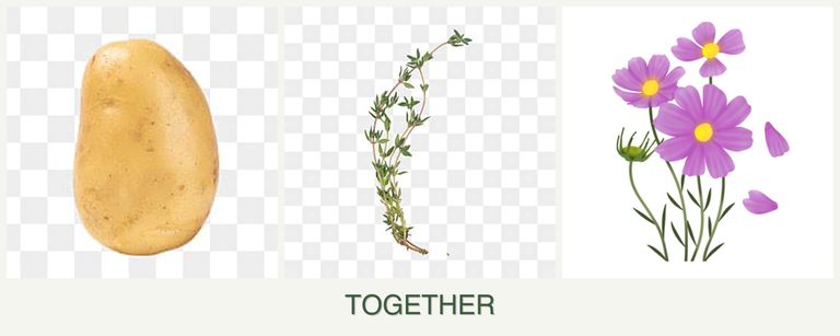 Can you plant potatoes, thyme and cosmos together?