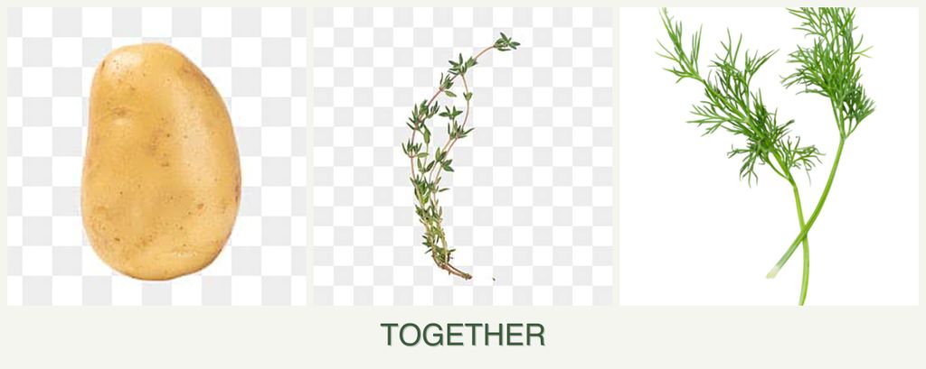 Can you plant potatoes, thyme and dill together?