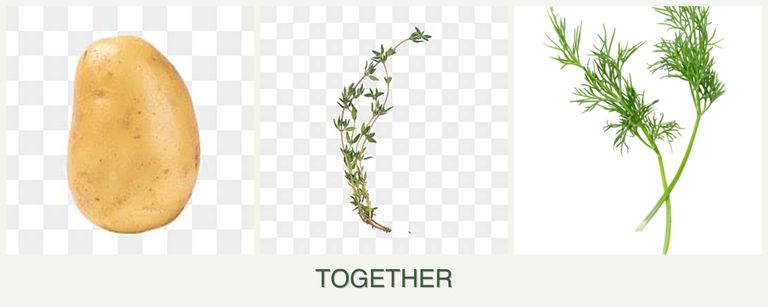 Can you plant potatoes, thyme and dill together?