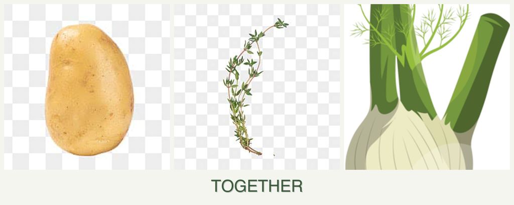 Can you plant potatoes, thyme and fennel together?