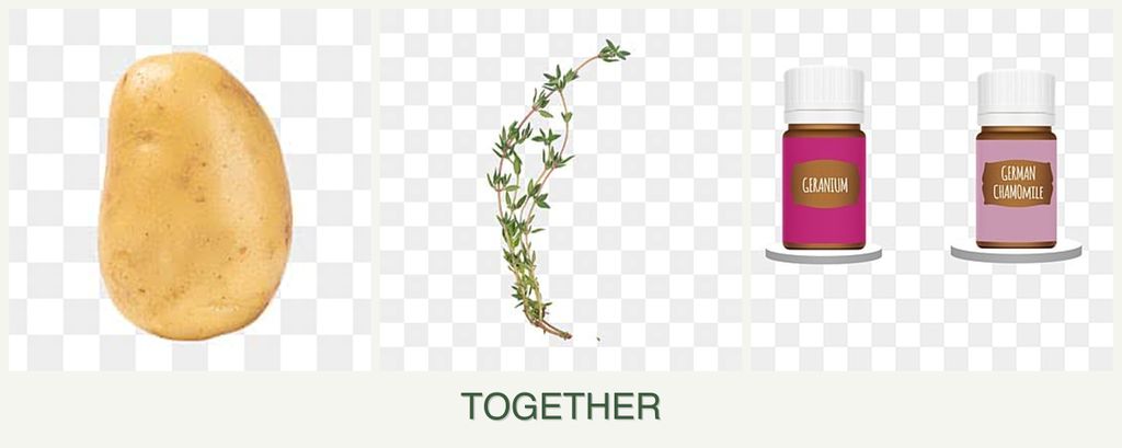 Can you plant potatoes, thyme and geraniums together?