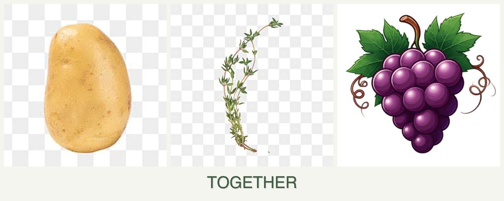 Can you plant potatoes, thyme and grapes together?