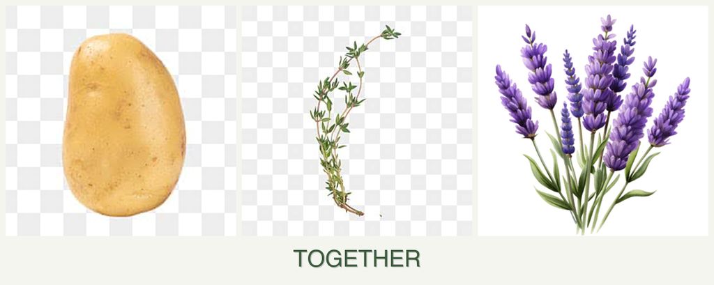 Can you plant potatoes, thyme and lavender together?