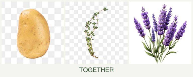 Can you plant potatoes, thyme and lavender together?