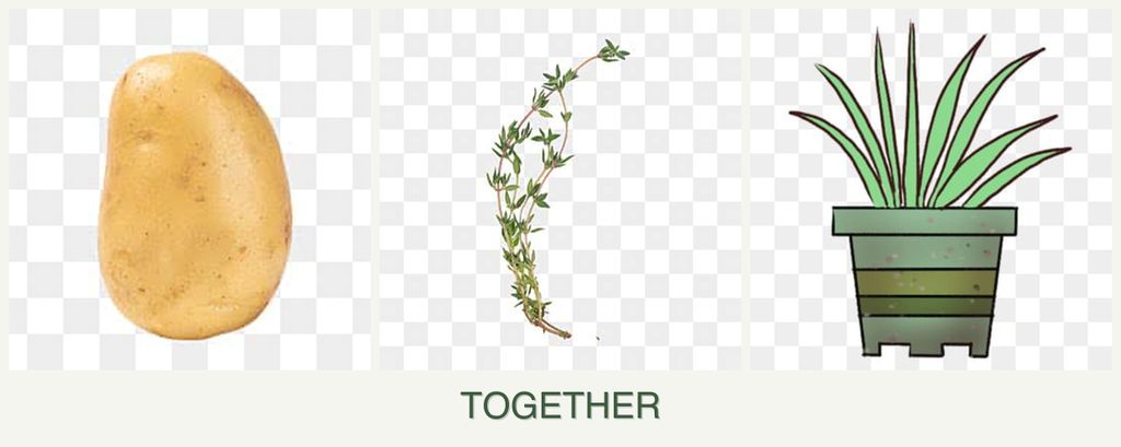 Can you plant potatoes, thyme and lemongrass together?
