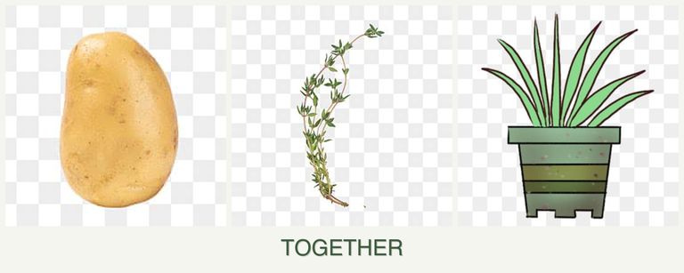 Can you plant potatoes, thyme and lemongrass together?