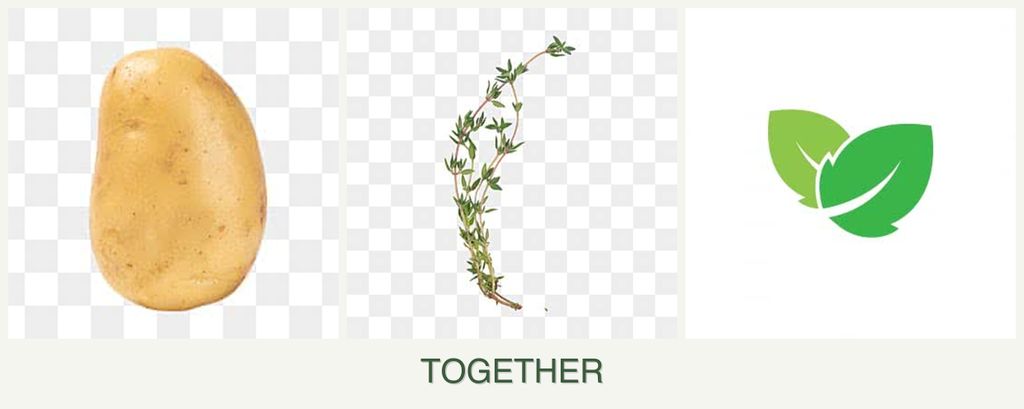 Can you plant potatoes, thyme and mint together?