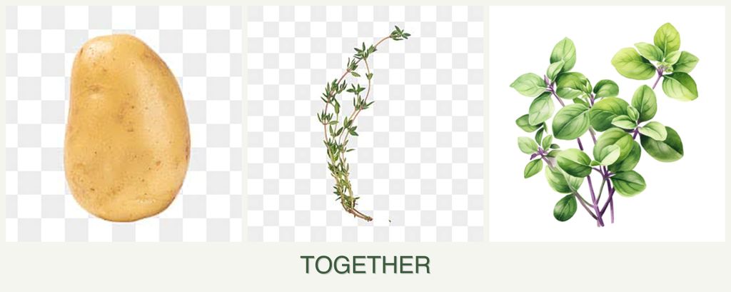 Can you plant potatoes, thyme and oregano together?