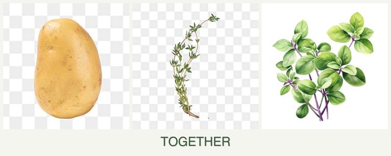 Can you plant potatoes, thyme and oregano together?