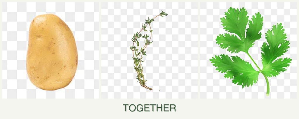 Can you plant potatoes, thyme and parsley together?