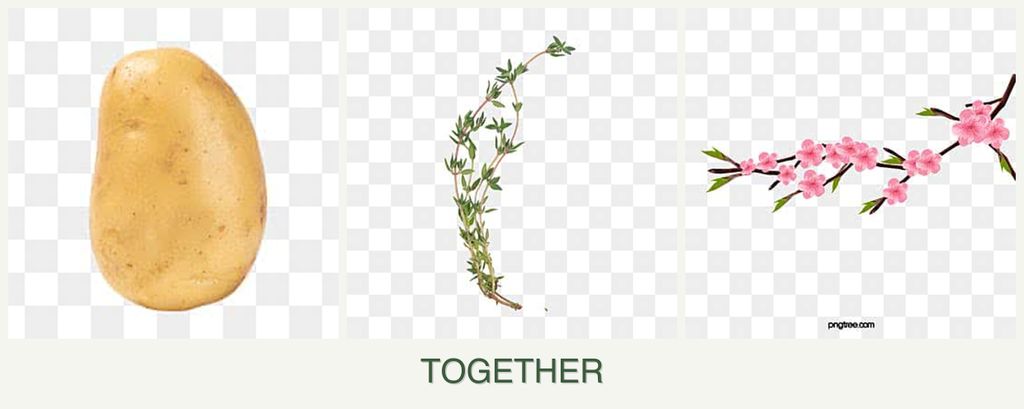 Can you plant potatoes, thyme and peaches together?