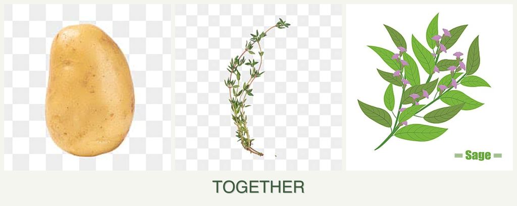 Can you plant potatoes, thyme and sage together?