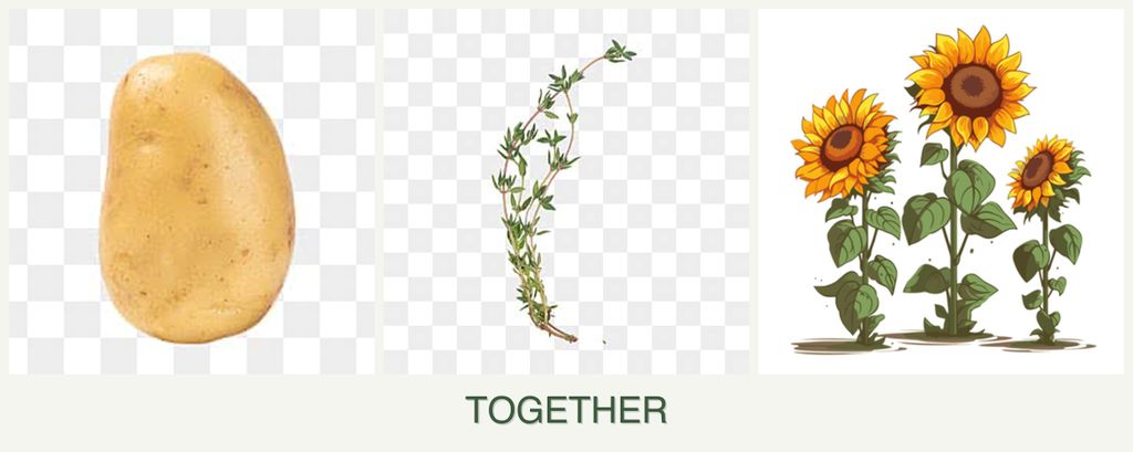 Can you plant potatoes, thyme and sunflowers together?