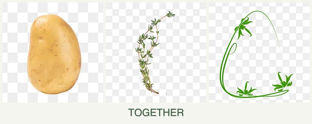 Can you plant potatoes, thyme and tarragon together?