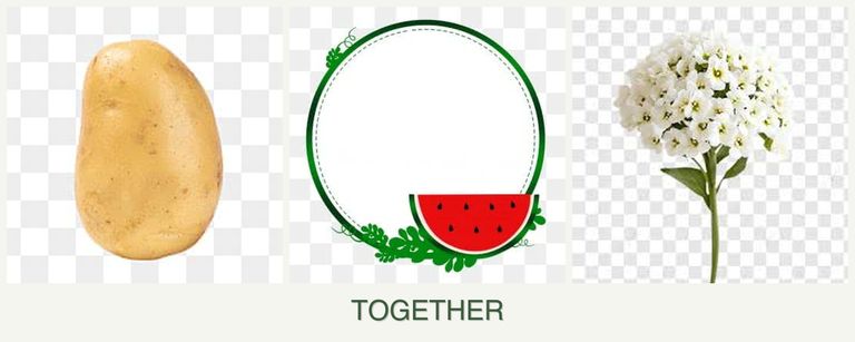 Can you plant potatoes, watermelons and alyssum together?