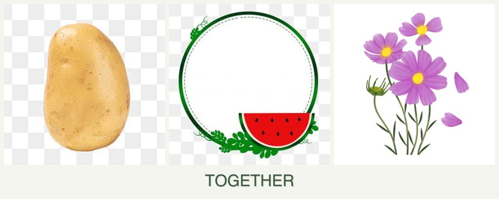 Can you plant potatoes, watermelons and cosmos together?