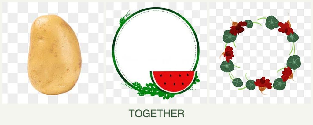 Can you plant potatoes, watermelons and nasturtiums together?
