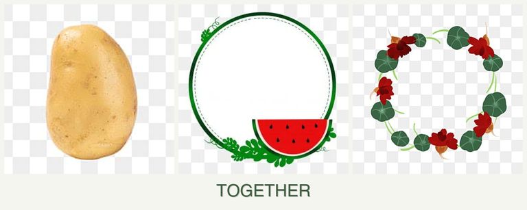 Can you plant potatoes, watermelons and nasturtiums together?