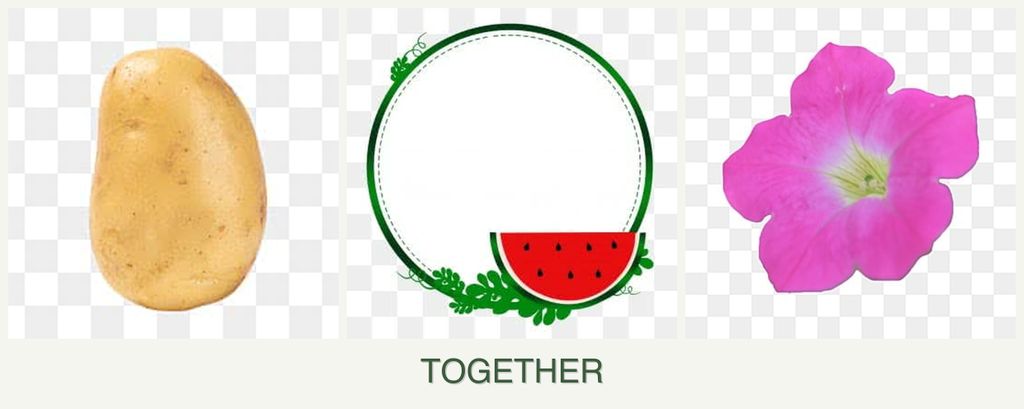 Can you plant potatoes, watermelons and petunias together?