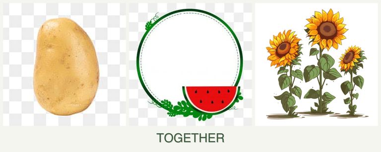 Can you plant potatoes, watermelons and sunflowers together?