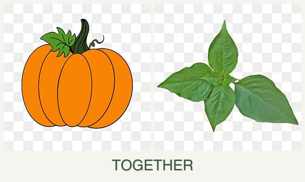 Can you plant pumpkin and basil together?