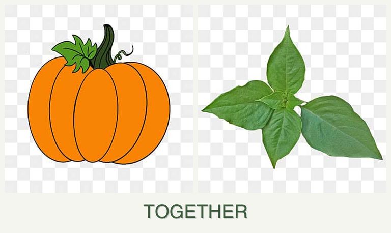 Can you plant pumpkin and basil together?