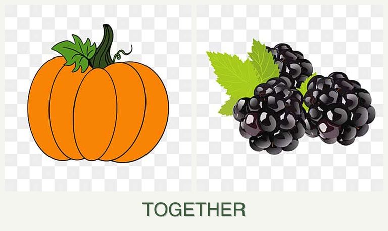 Can you plant pumpkin and blackberries together?