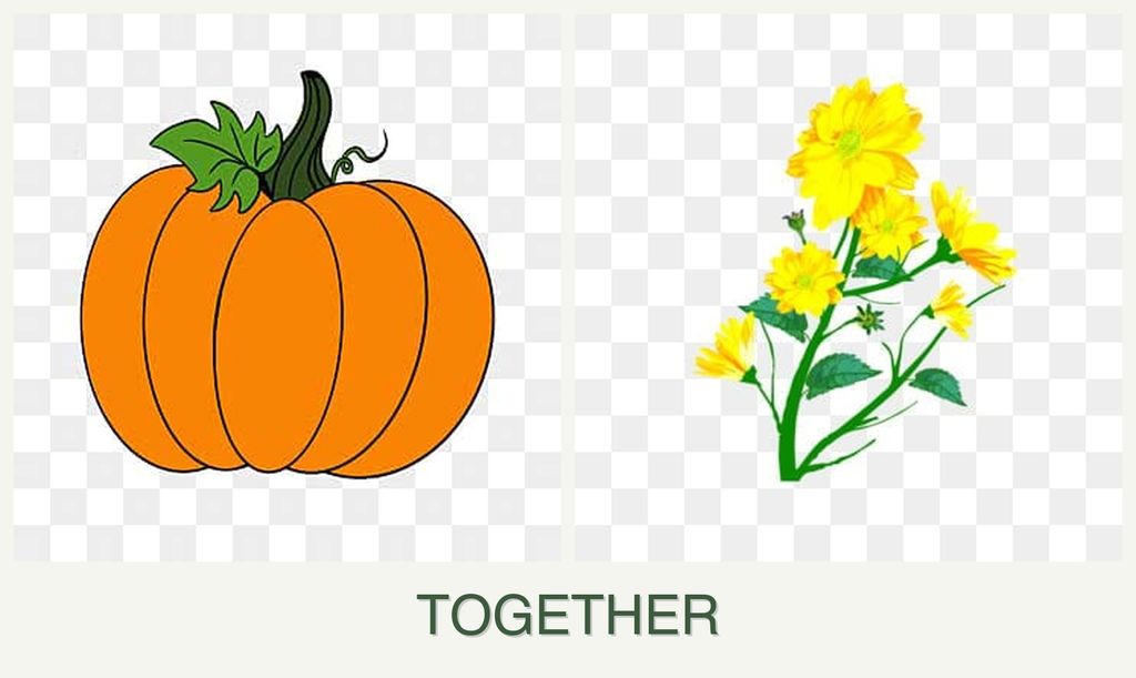 Can you plant pumpkin and calendula together?